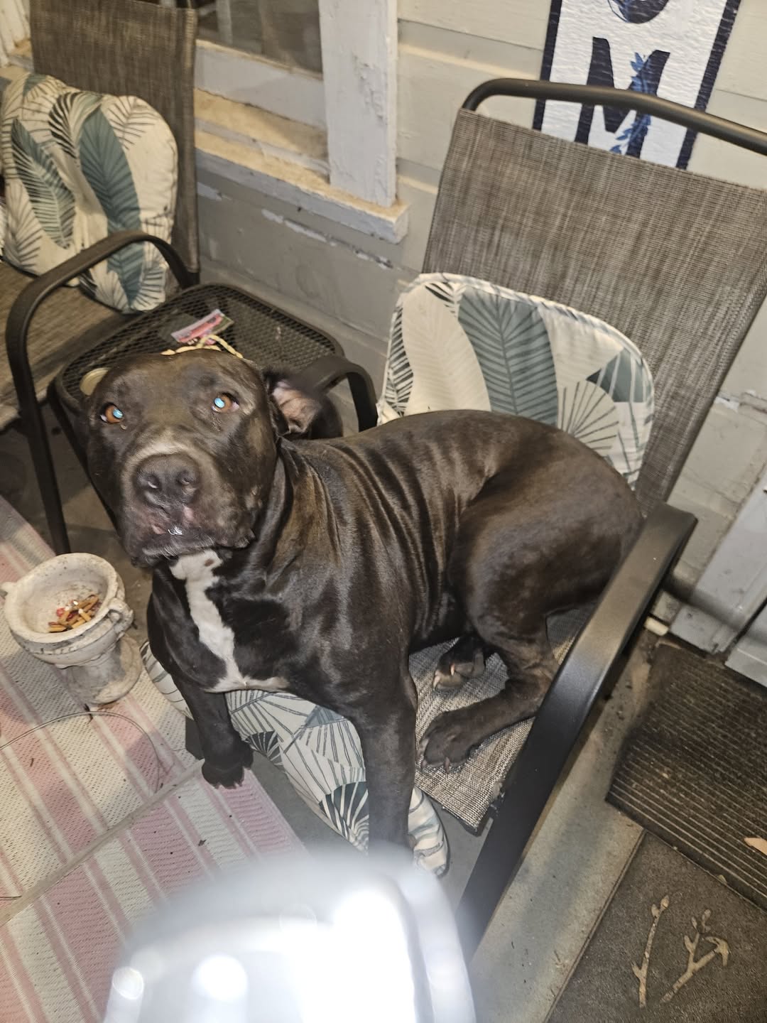 Found dog