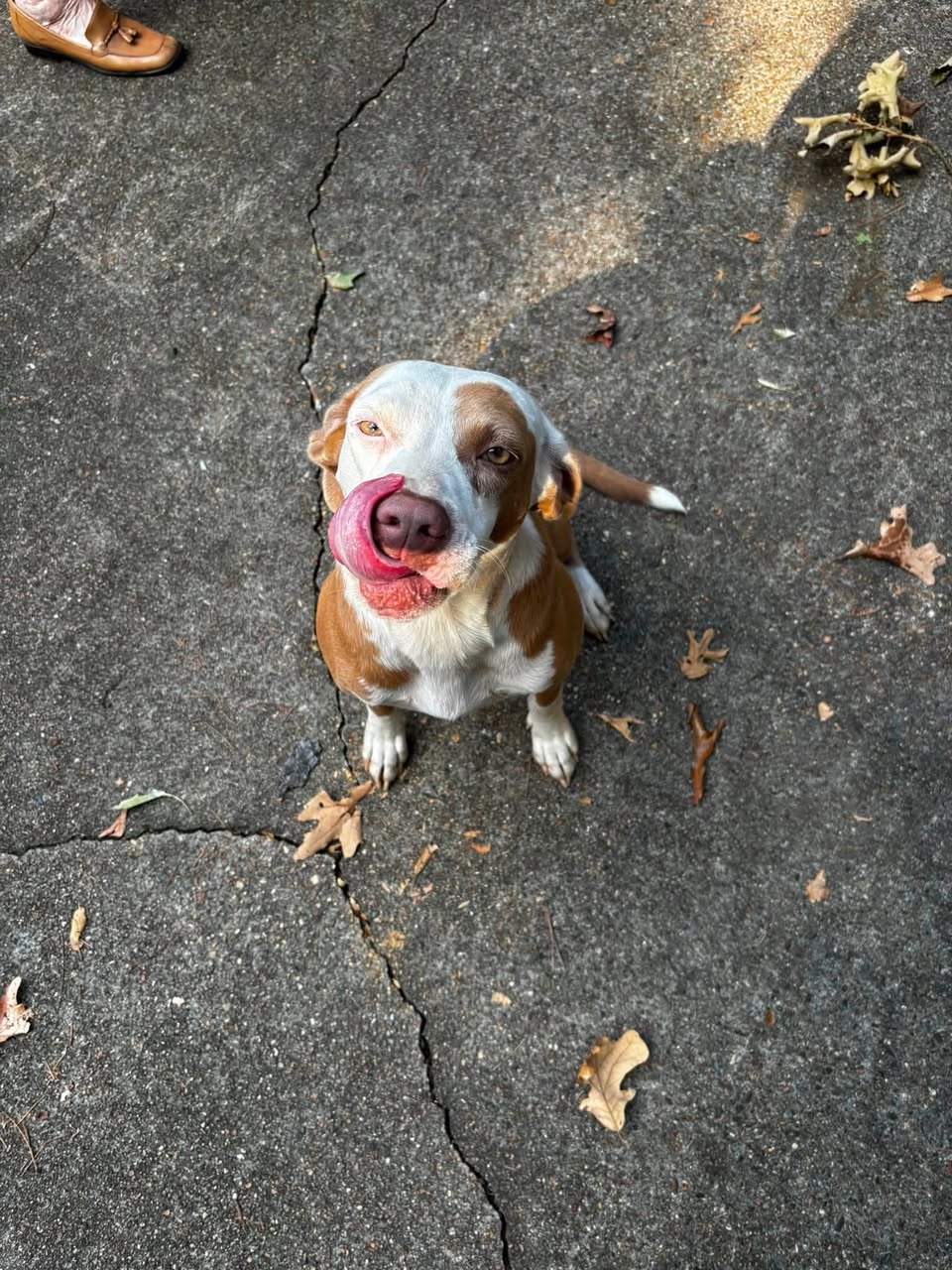 Found dog