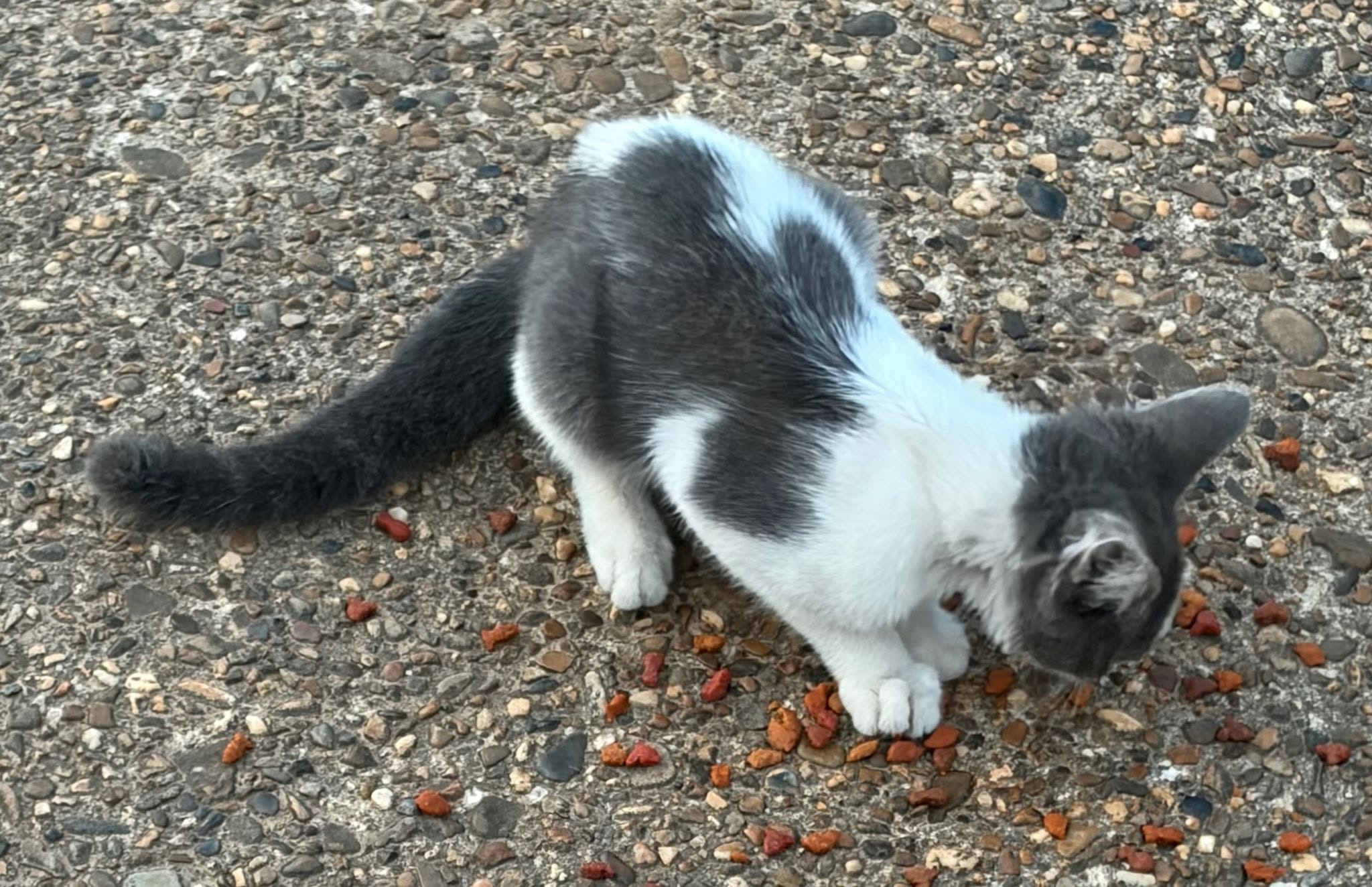 Found Cat in Atlanta