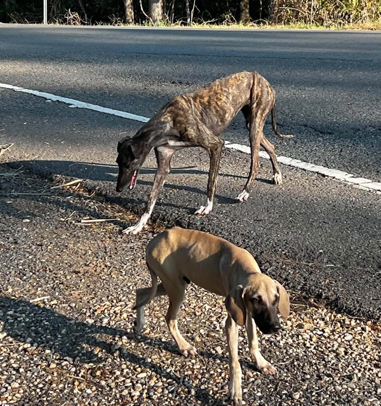 Found Dog in Belcher