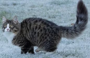 Lost Cat in Romerike