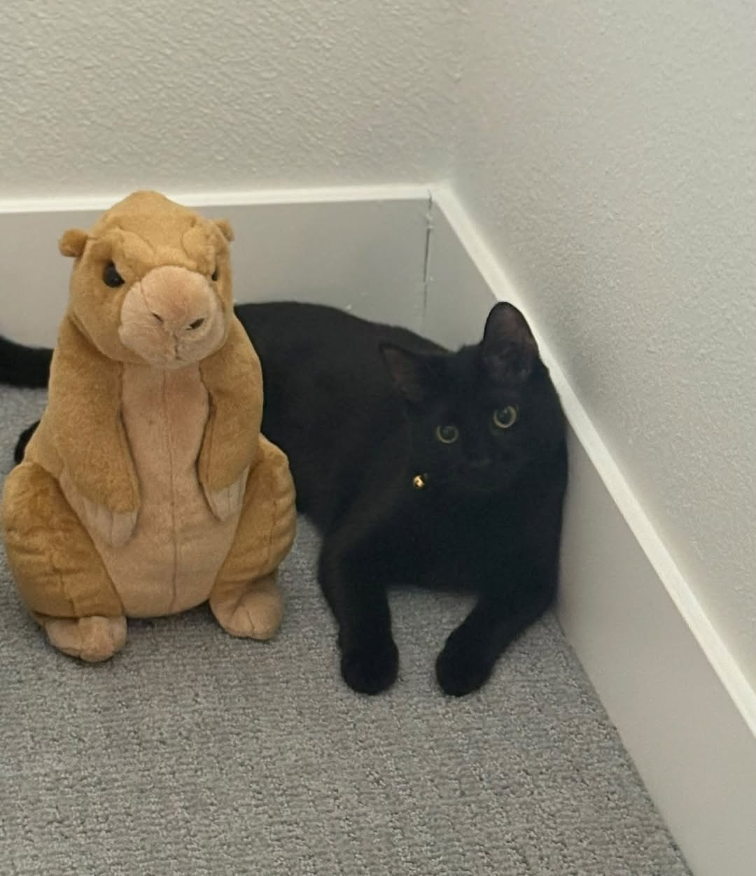 Lost Toy in Denver