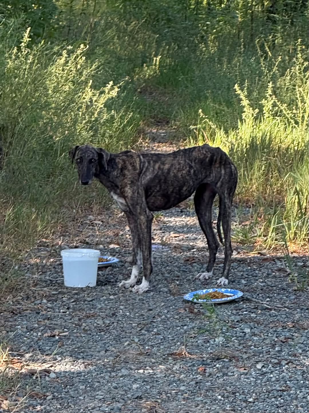 Lost Dog in Belcher