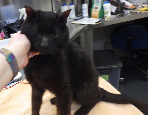 Found cat