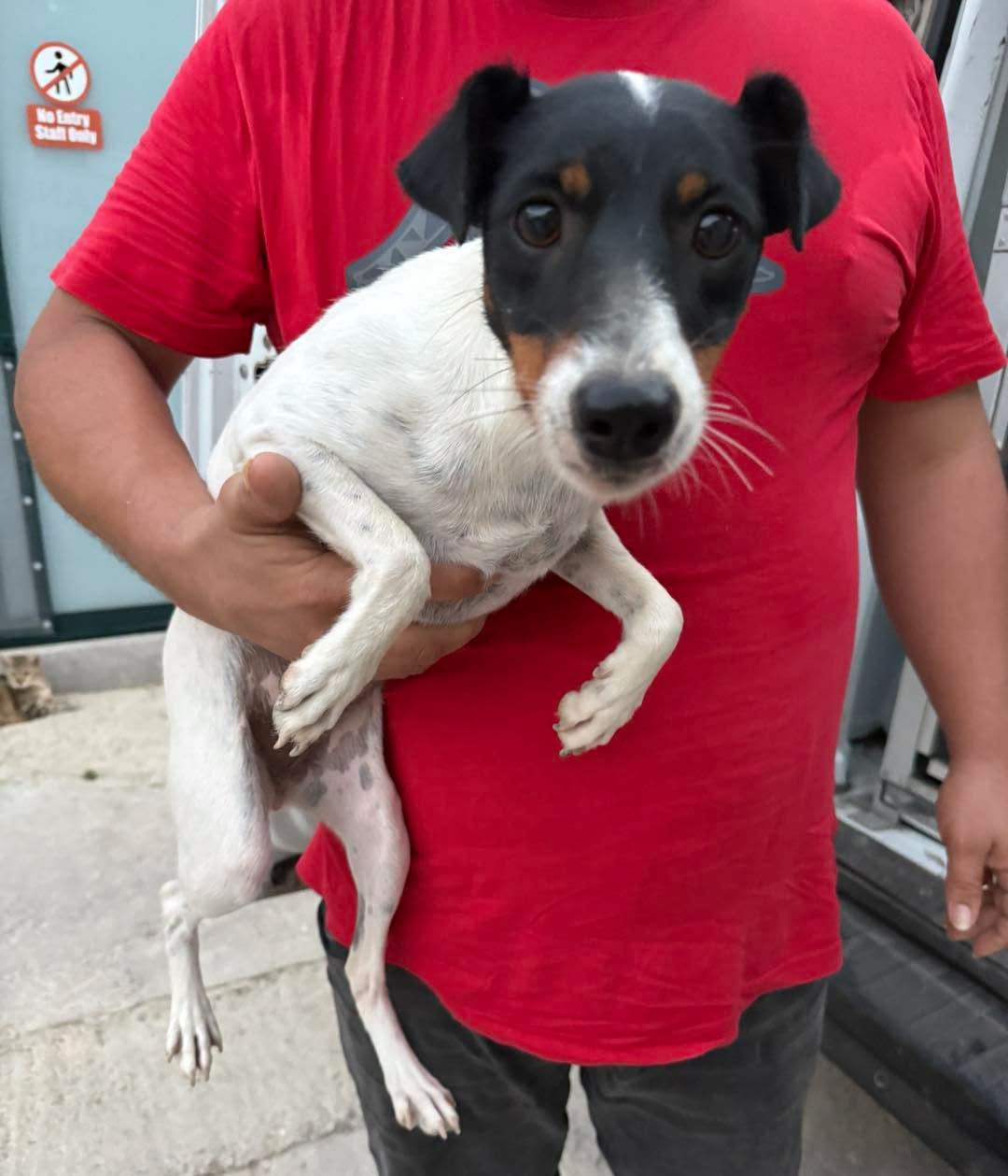 Found Dog in GħAsri