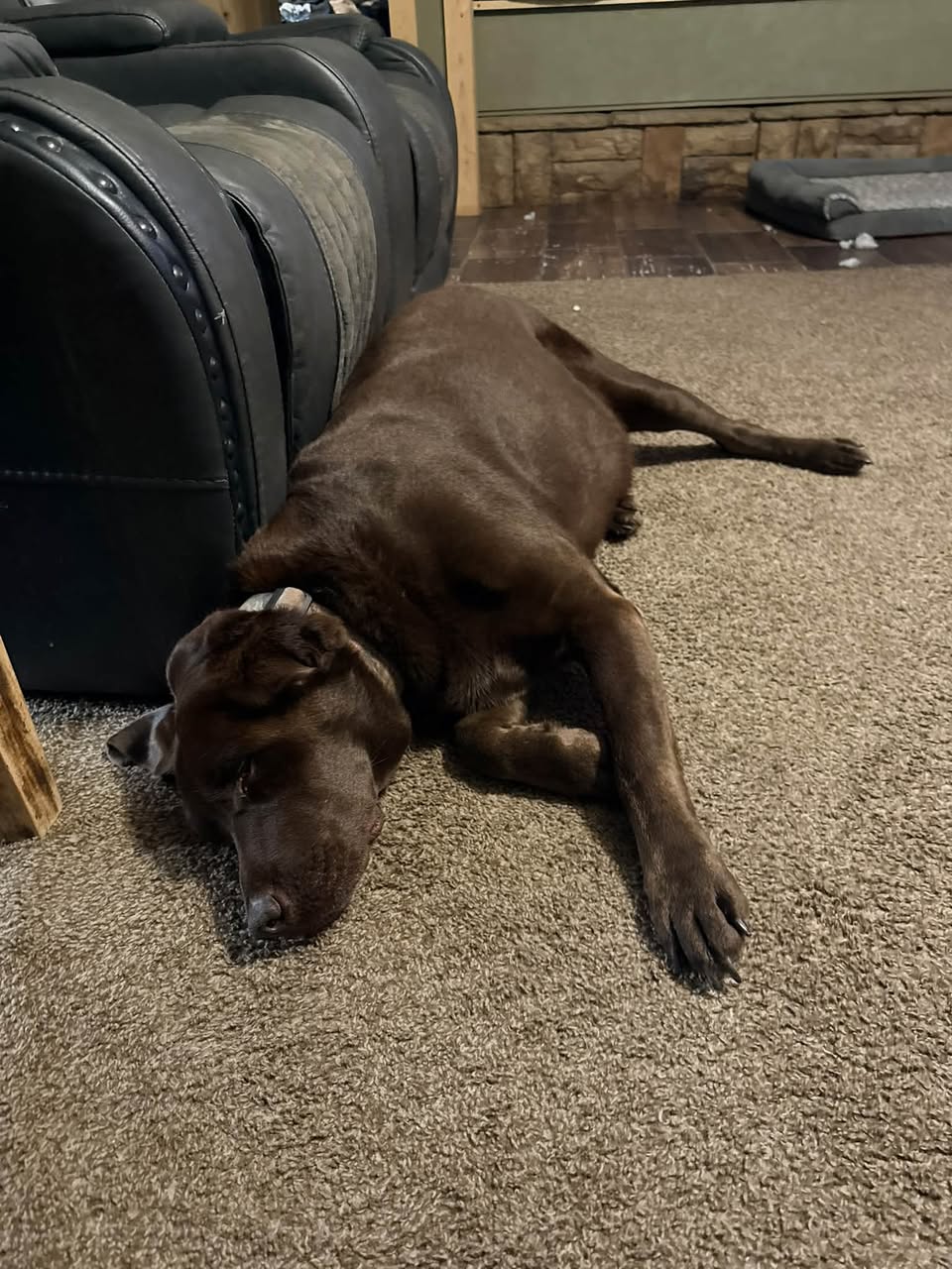 Lost Dog in Atlanta