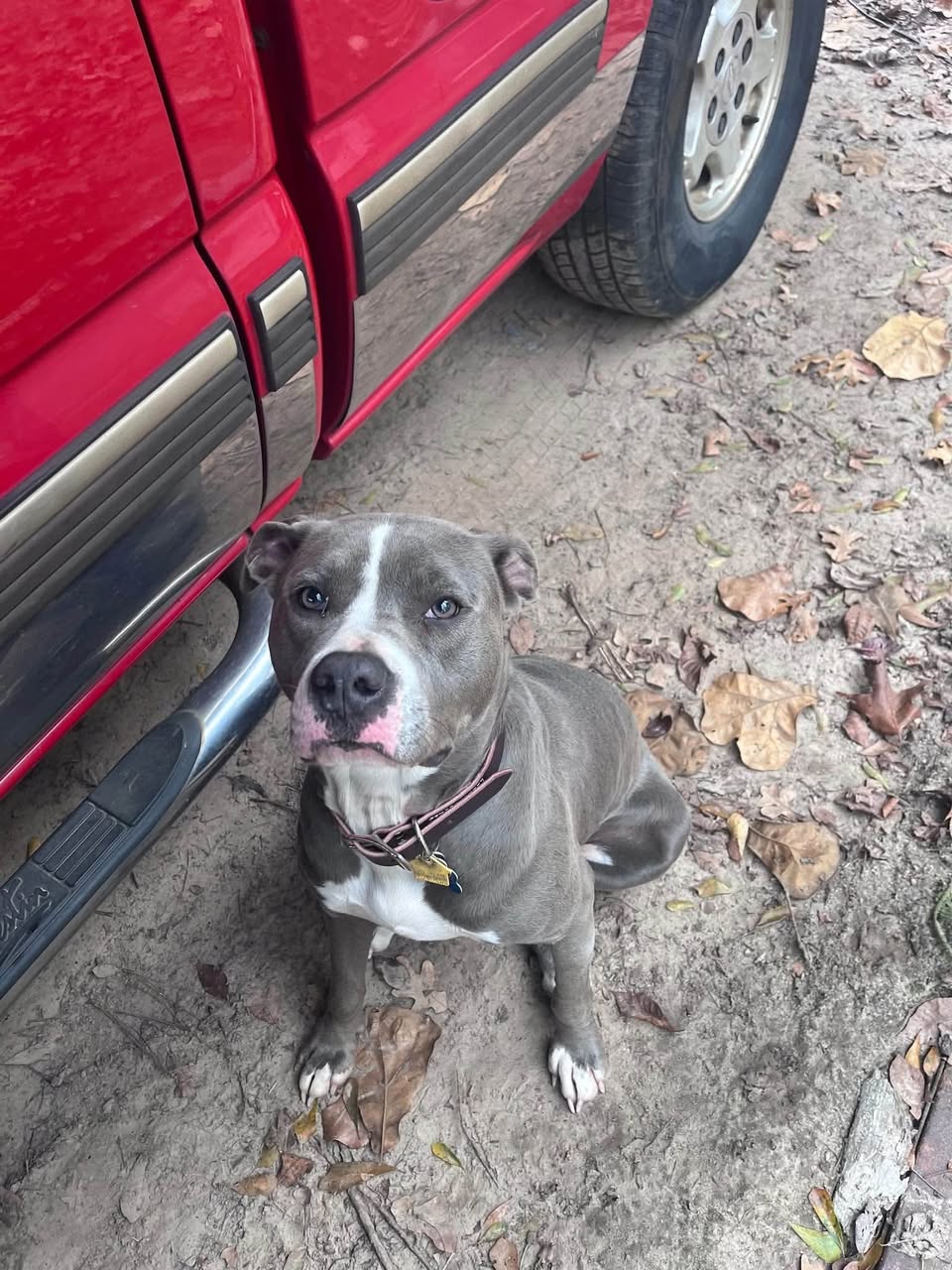 Lost Dog in Queen City