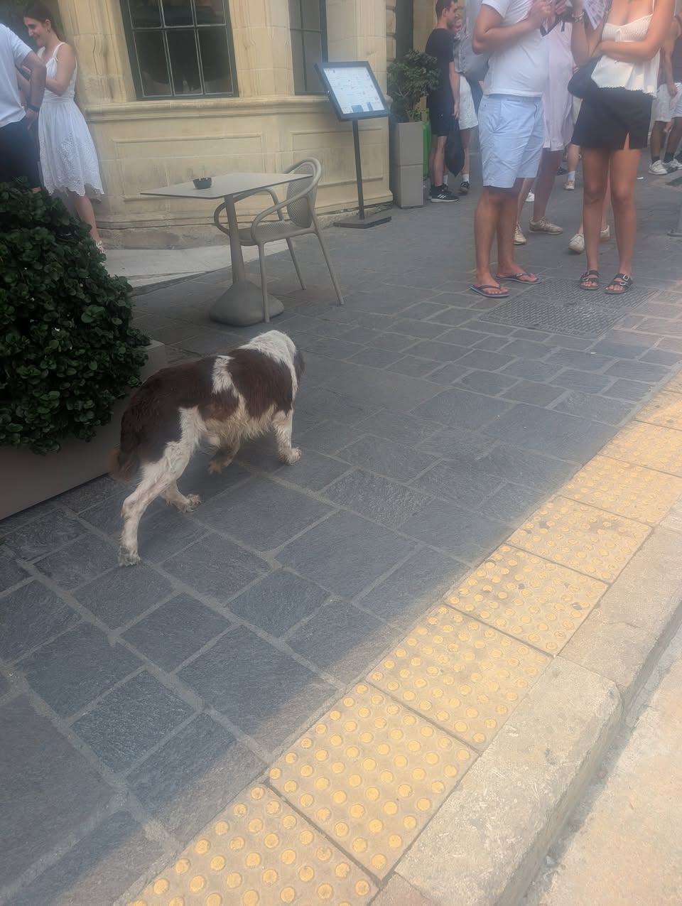 Found dog