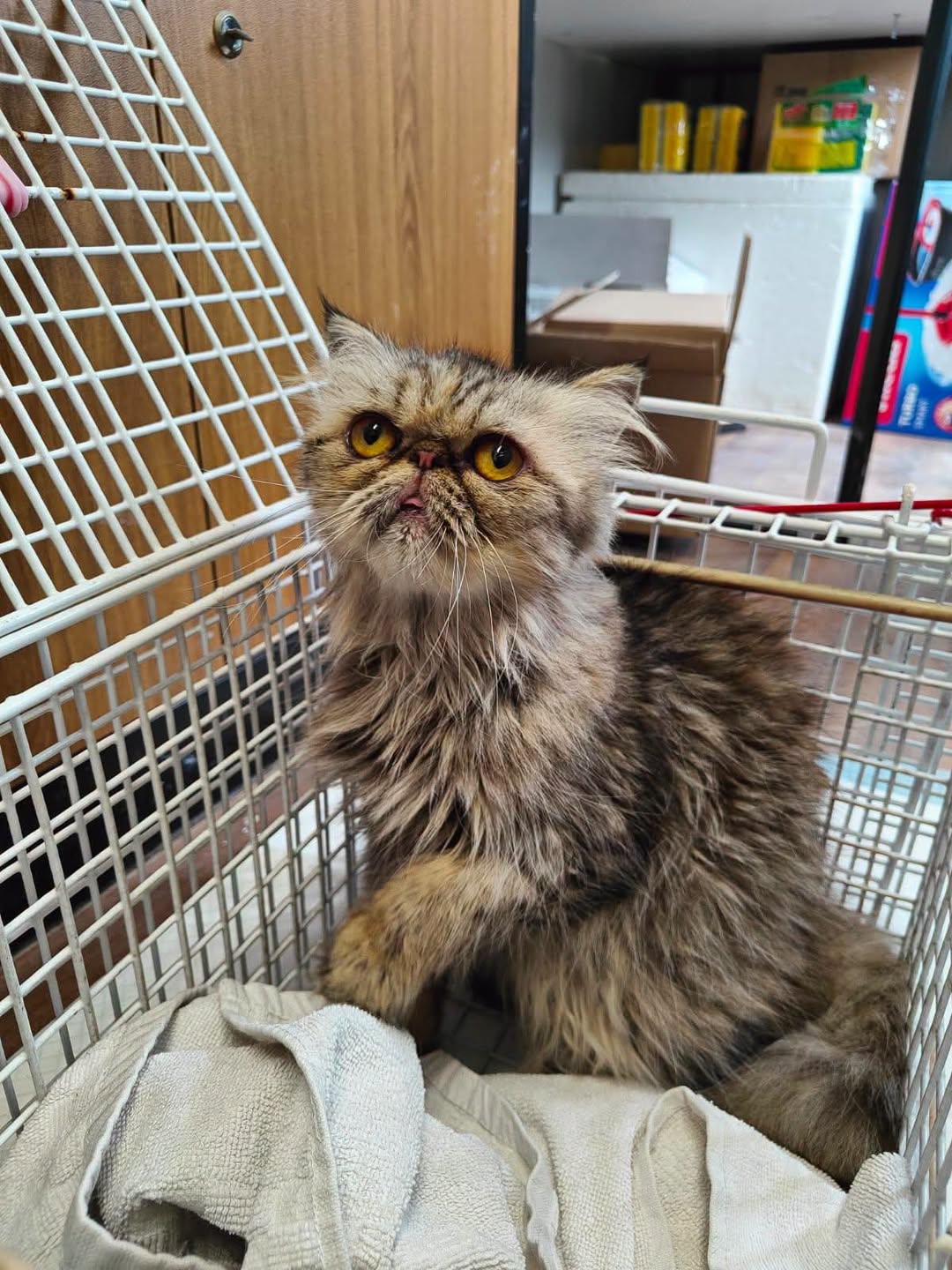 Found cat