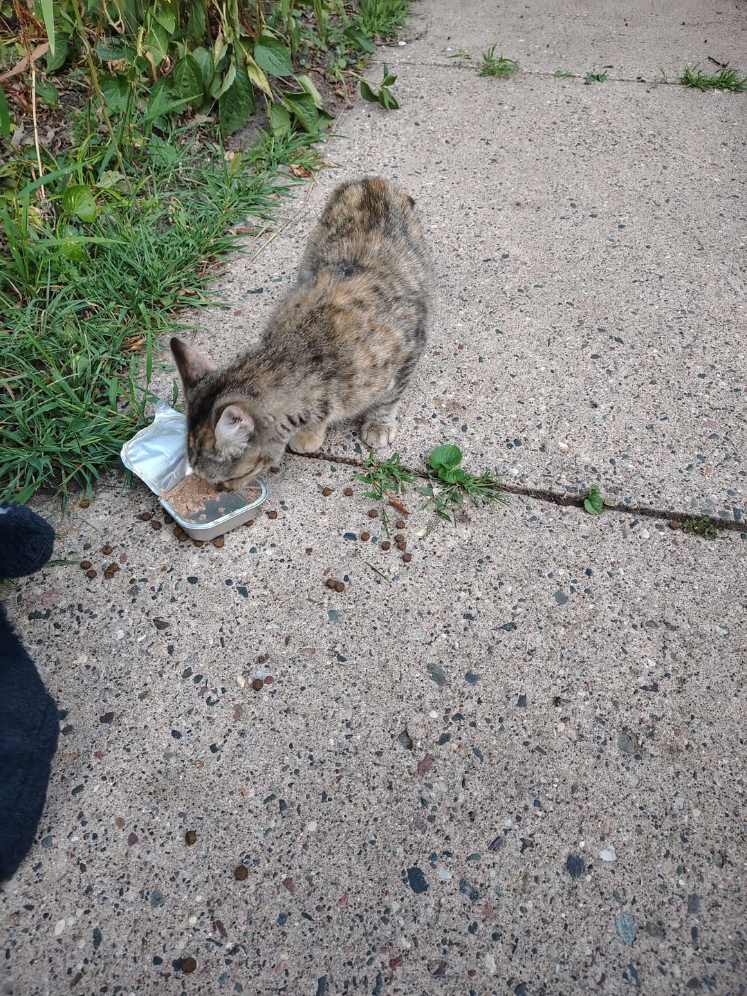 Found cat