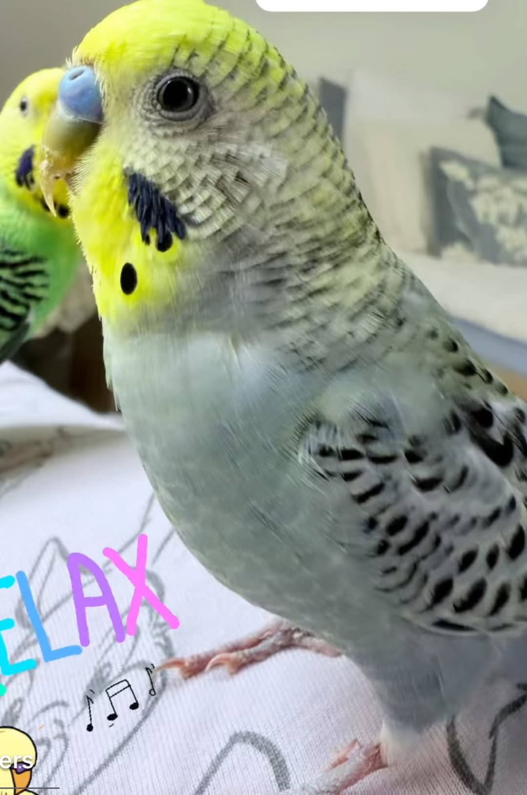 Lost Budgie in ŻAbbar