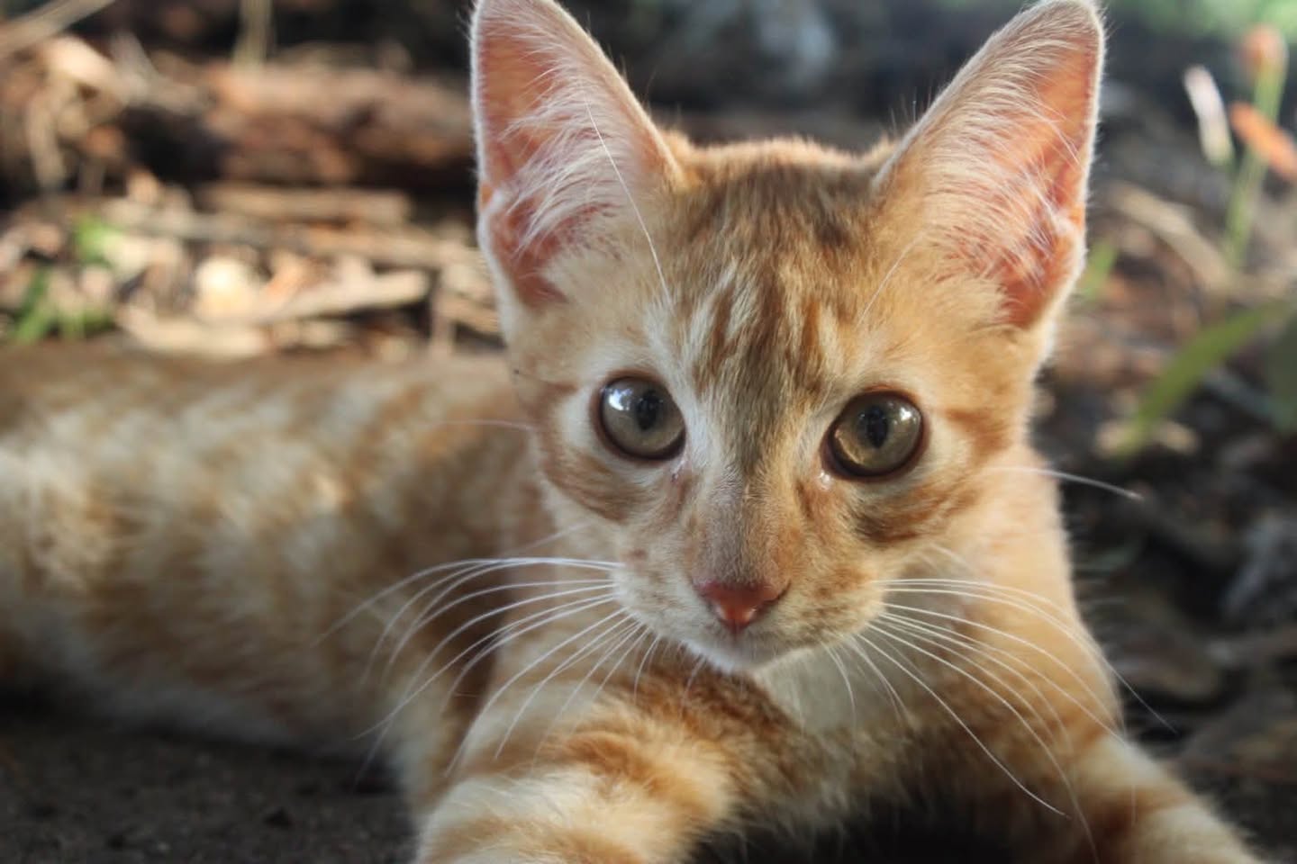 Lost Cat in Atlanta