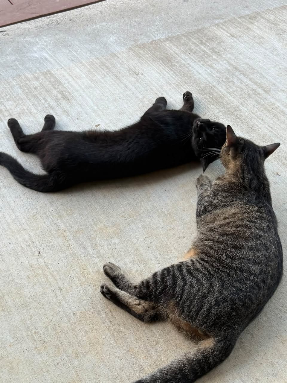 Lost Cat in Atlanta