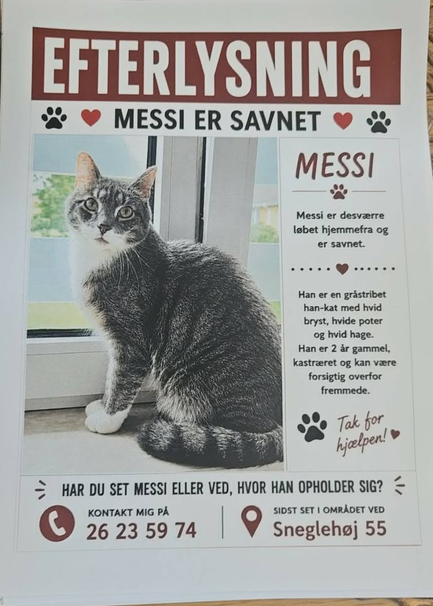 Lost Cat in Denmark
