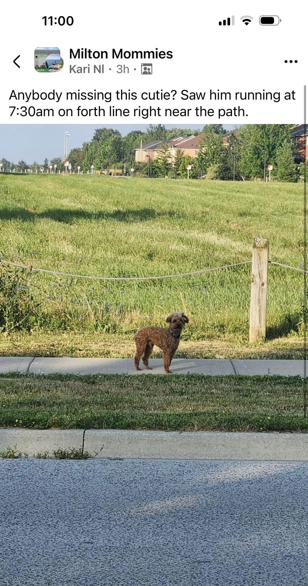 Found dog