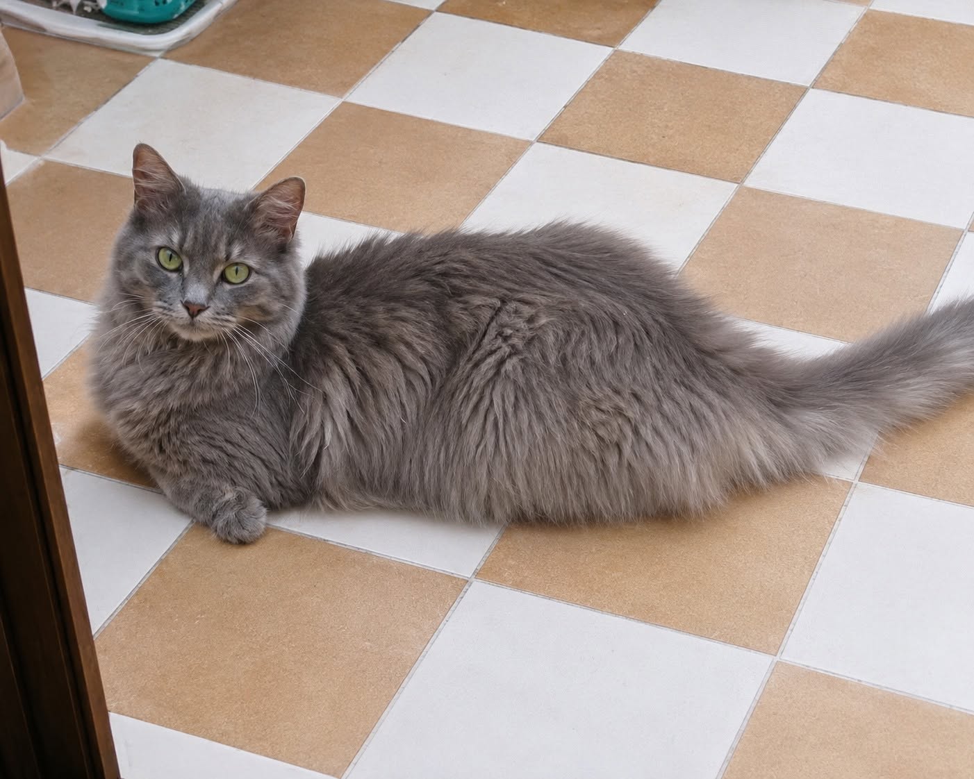 Lost Cat in Paola