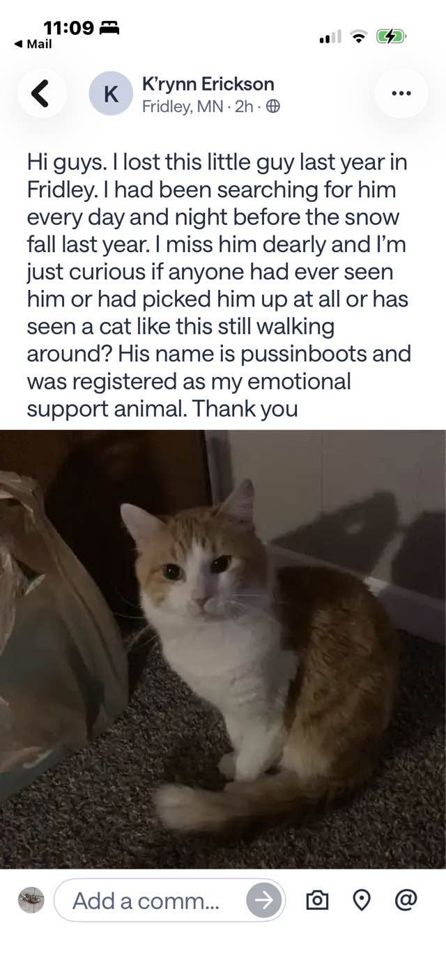 Lost Cat in Fridley
