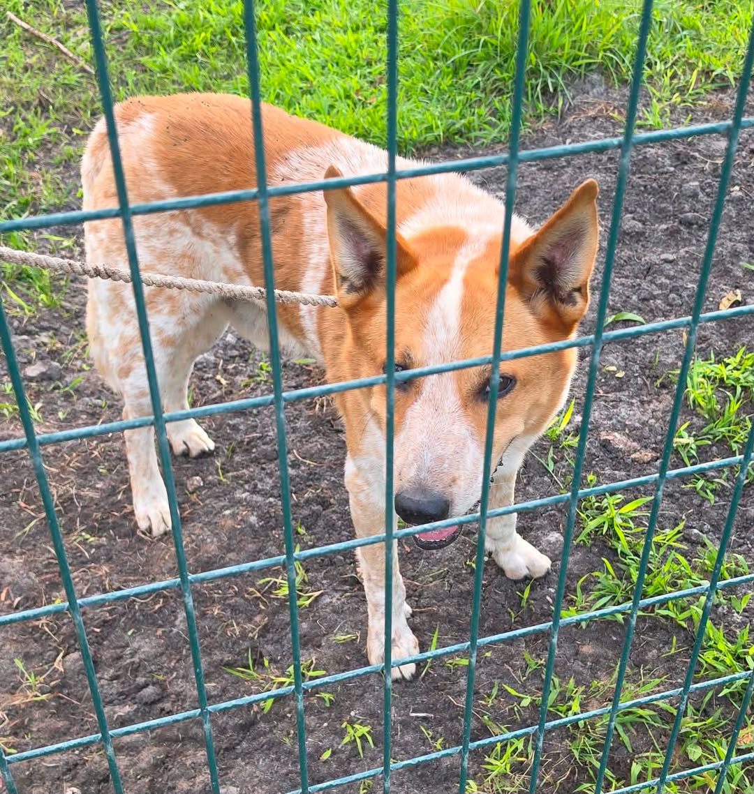 Found Dog in Minnesota