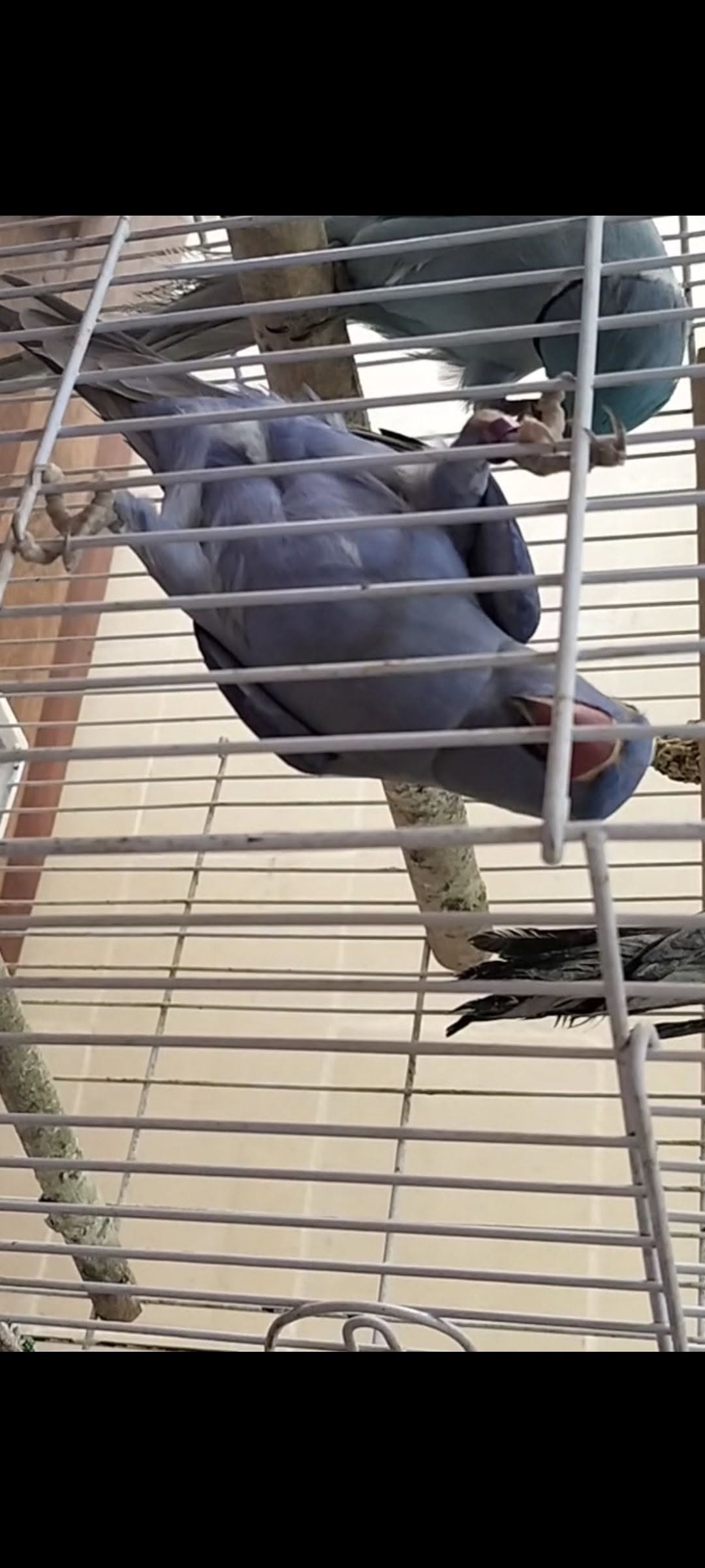 Lost Bird in Zejtun
