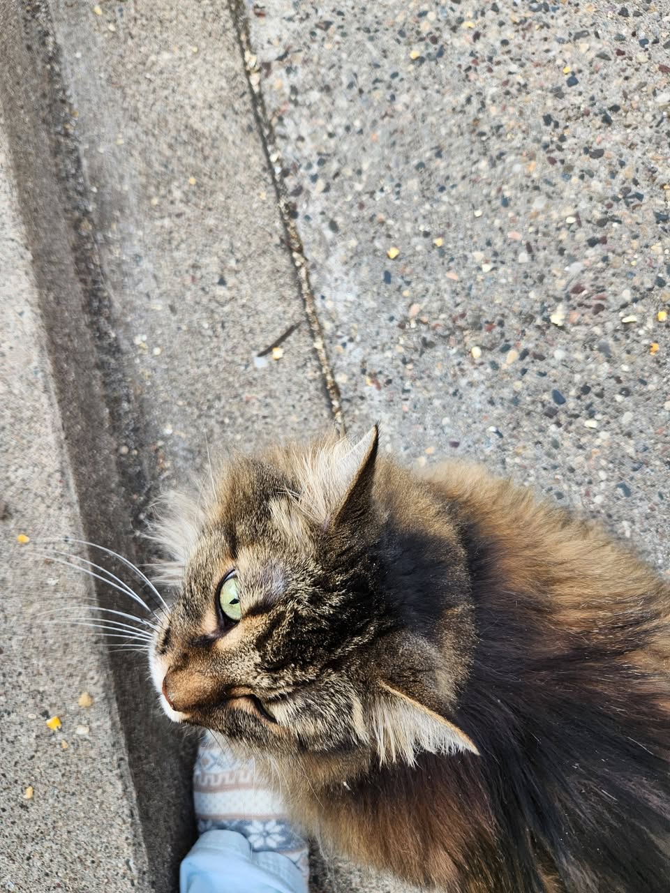 Found cat