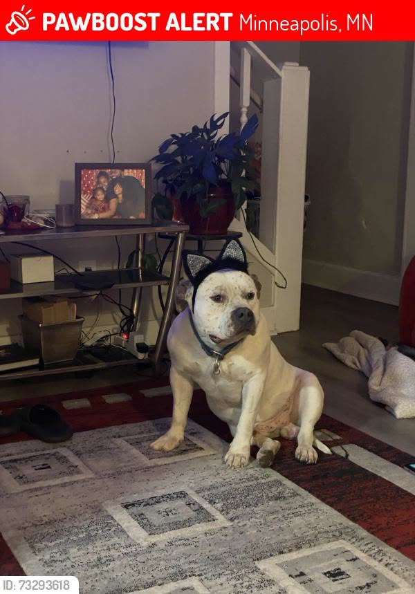 Lost Dog in Minneapolis