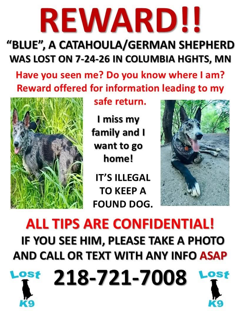 Lost dog