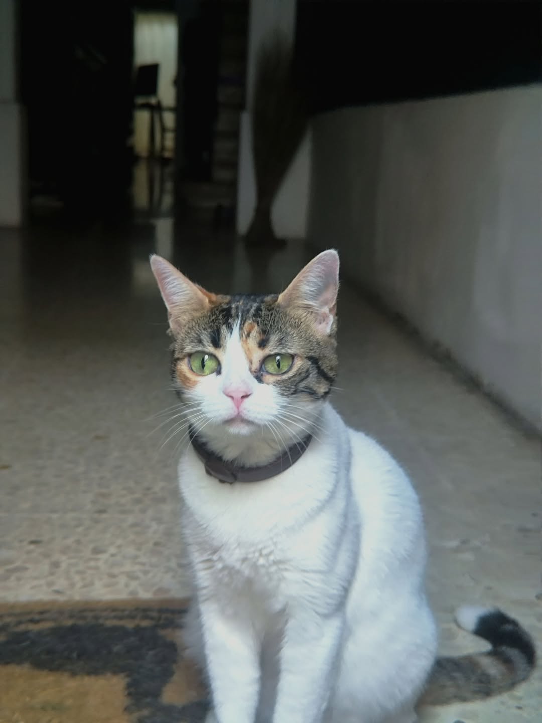 Lost Cat in Hal Qormi