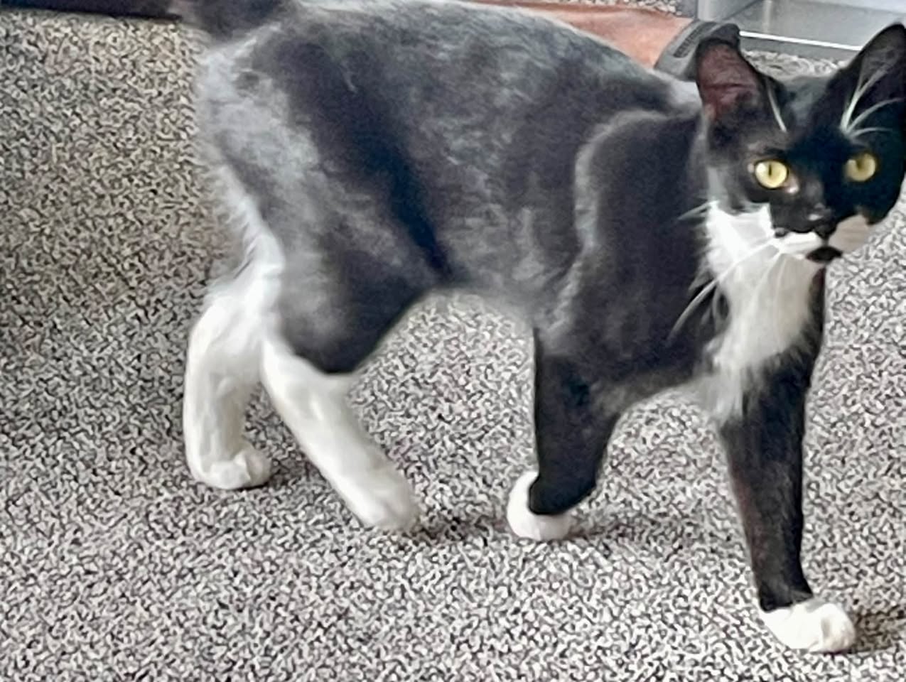 Found cat