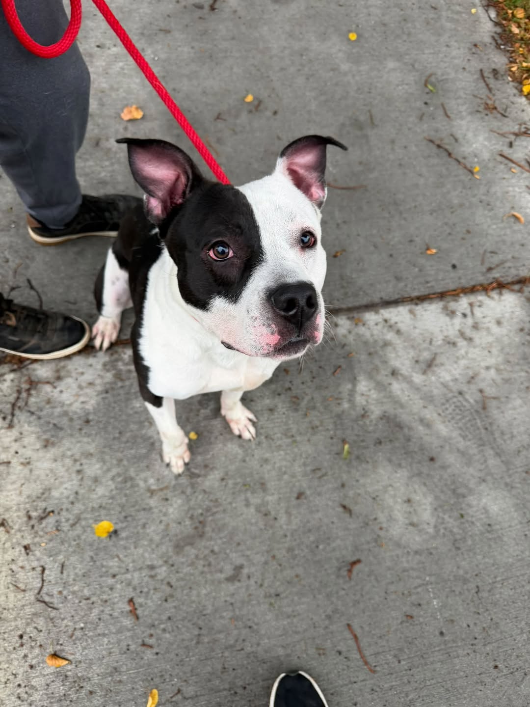 Found dog