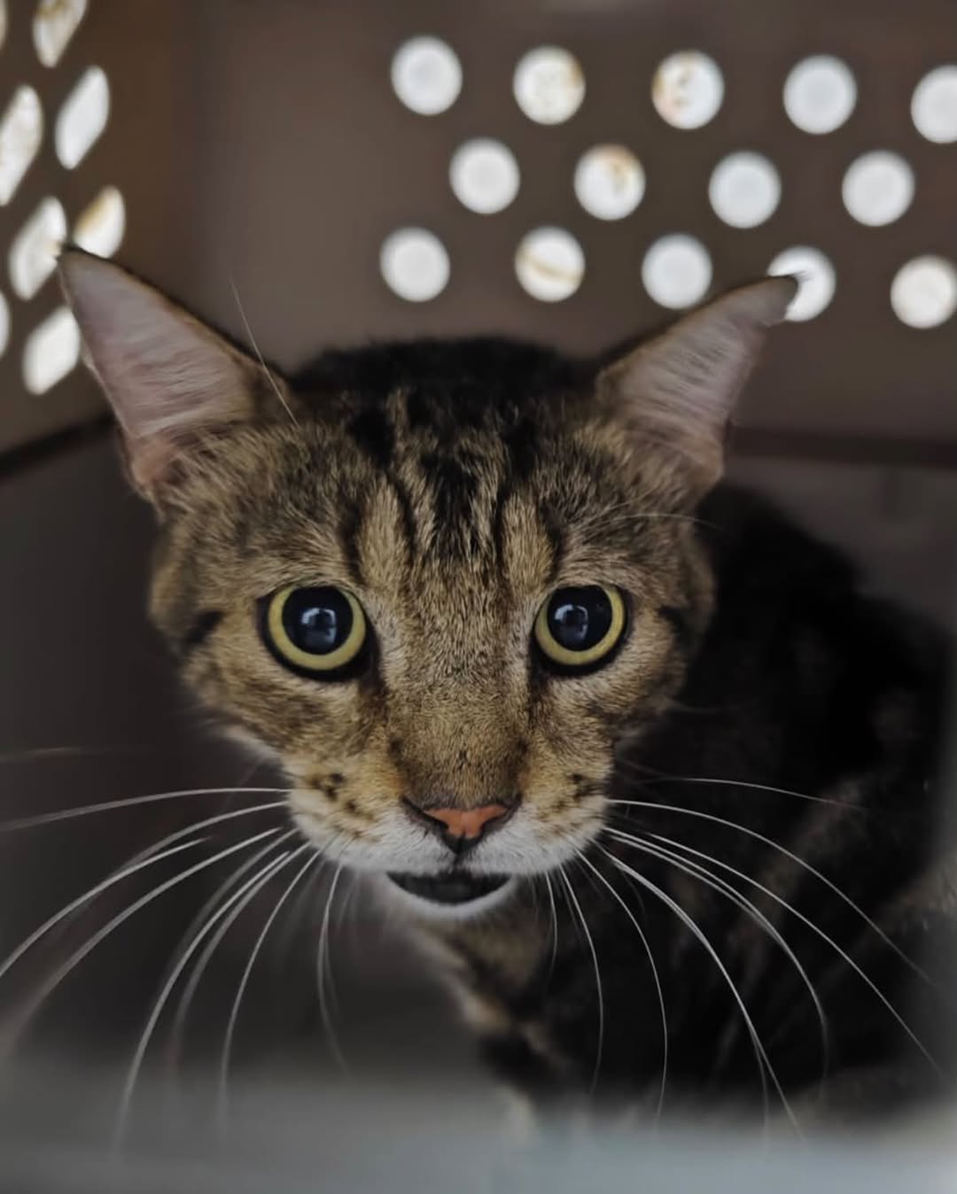 Found cat