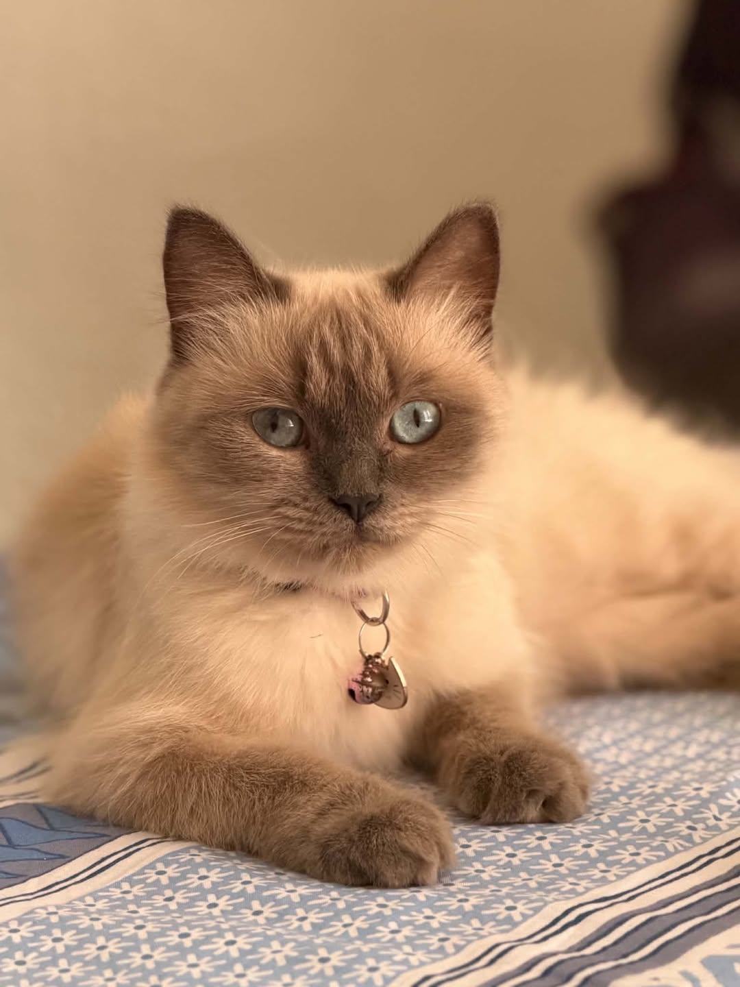 Lost Cat in Birzebbugia