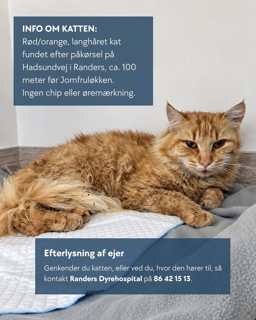 Found cat