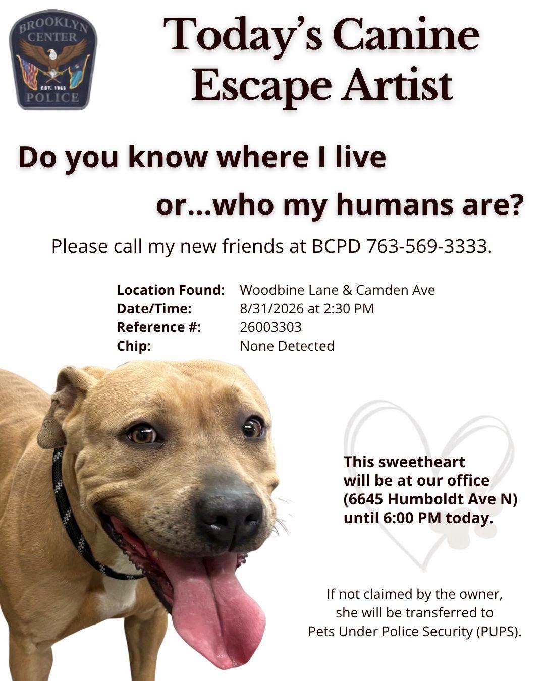 Found Dog in Brooklyn Center