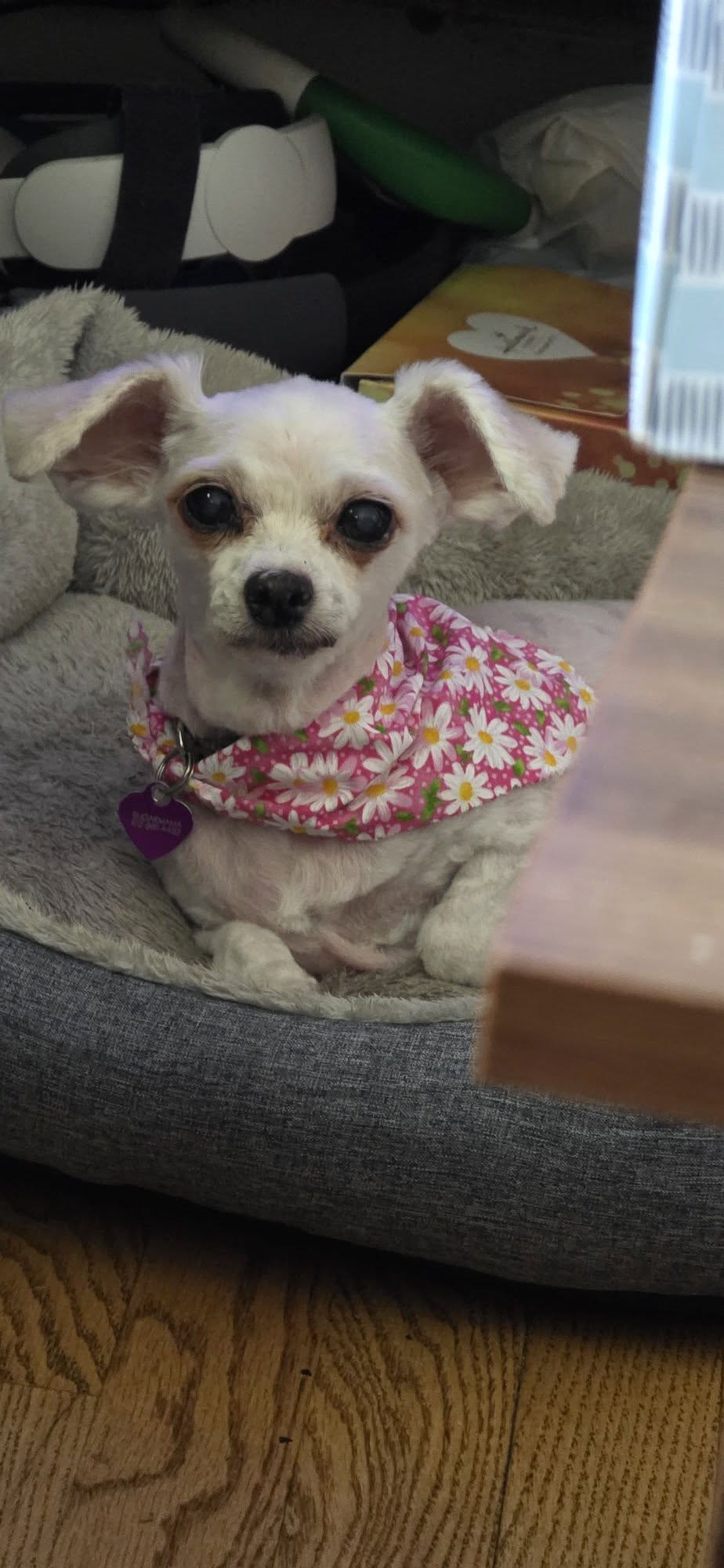 Lost Dog in Minneapolis