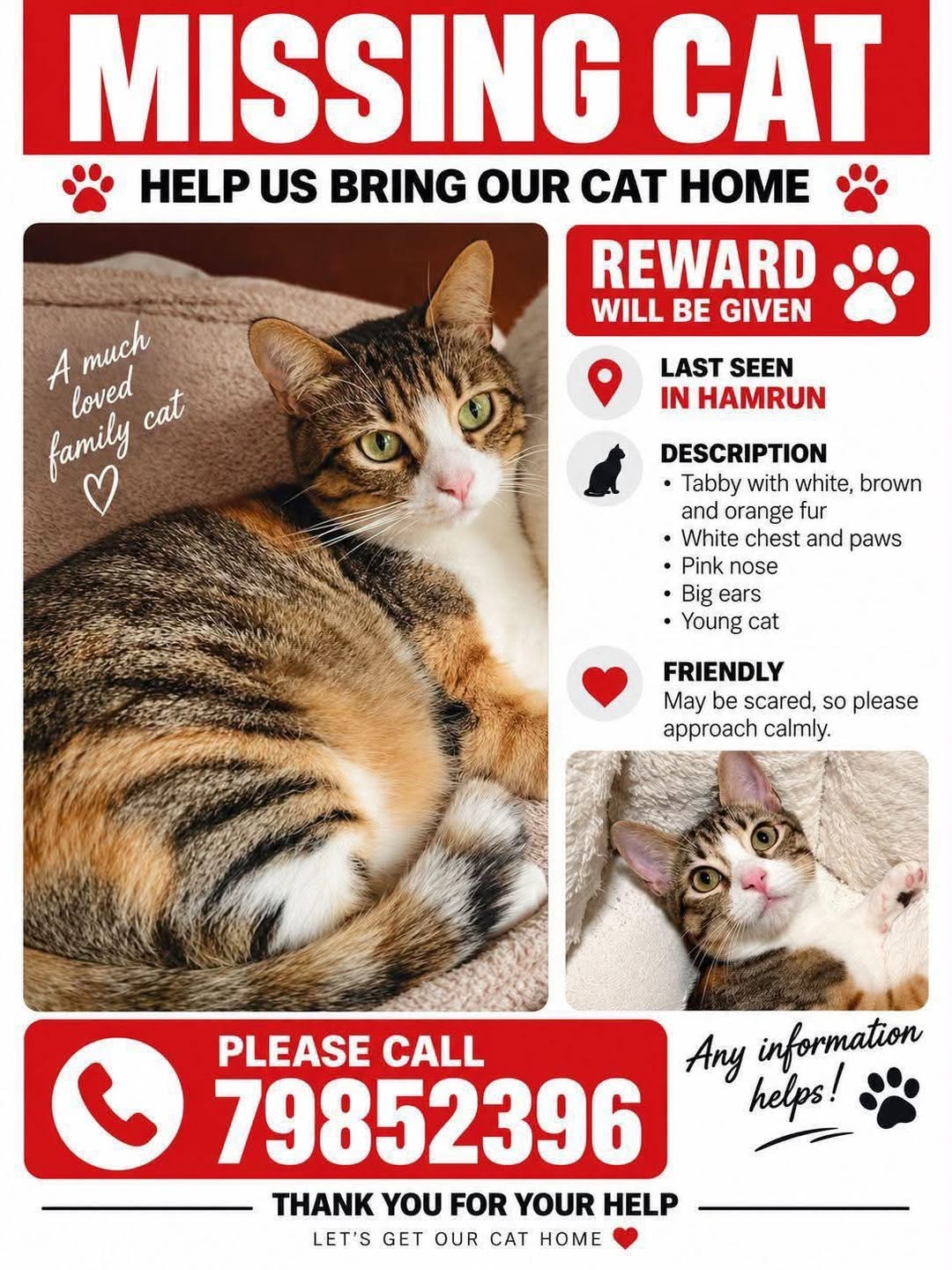 Lost Cat in Hamrun