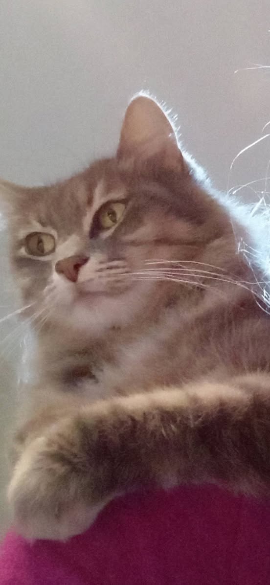 Lost Cat in Gozo
