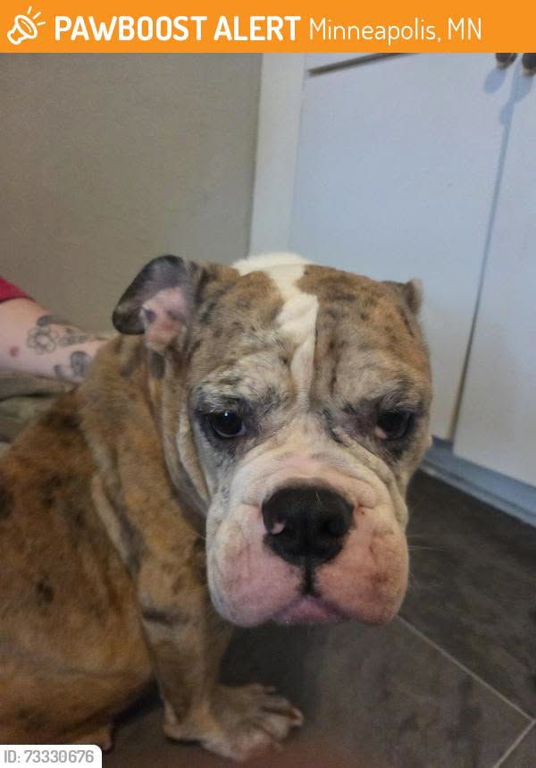 Found dog