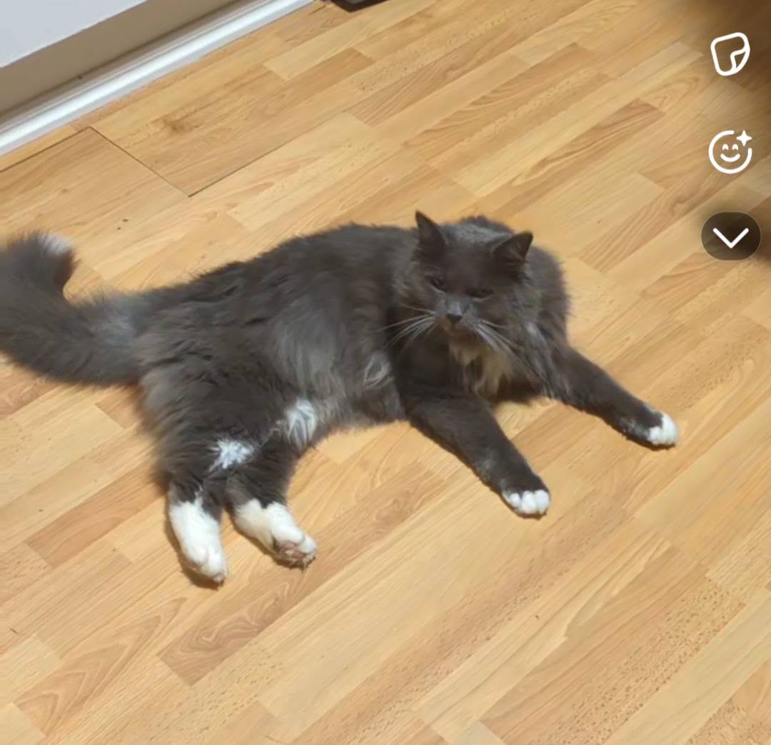 Lost Cat in Oslo