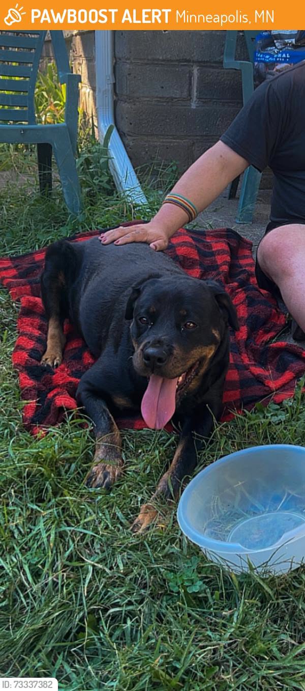 Found Dog in Minneapolis
