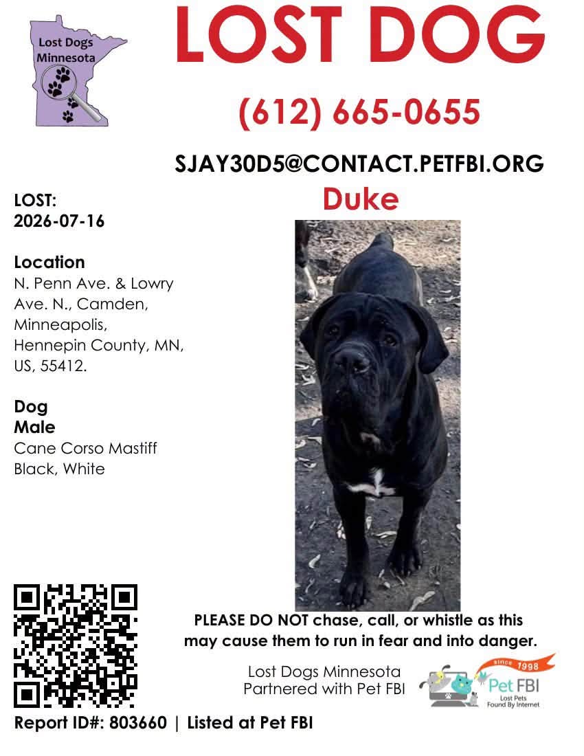 Lost dog