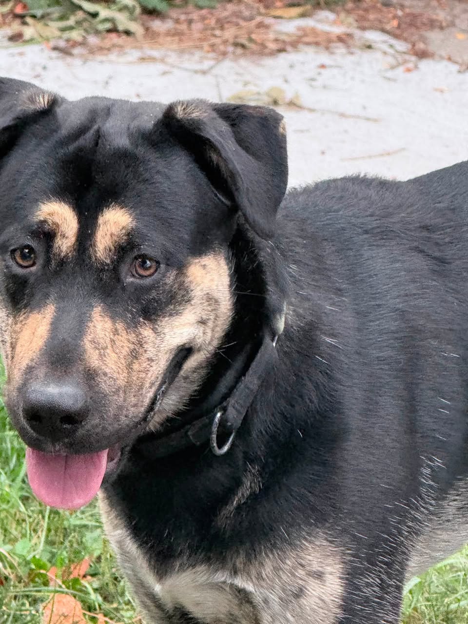 Found Dog in Minneapolis