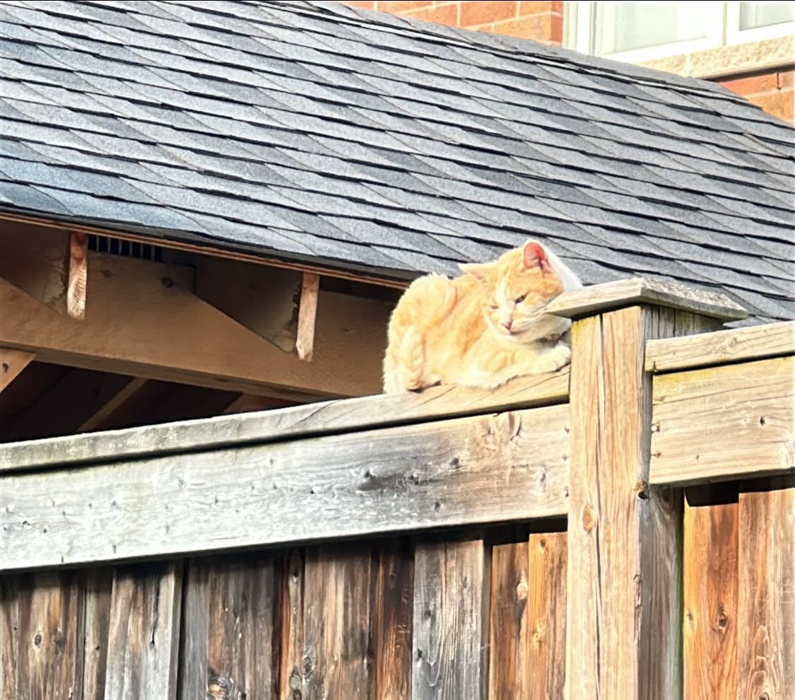 Found cat