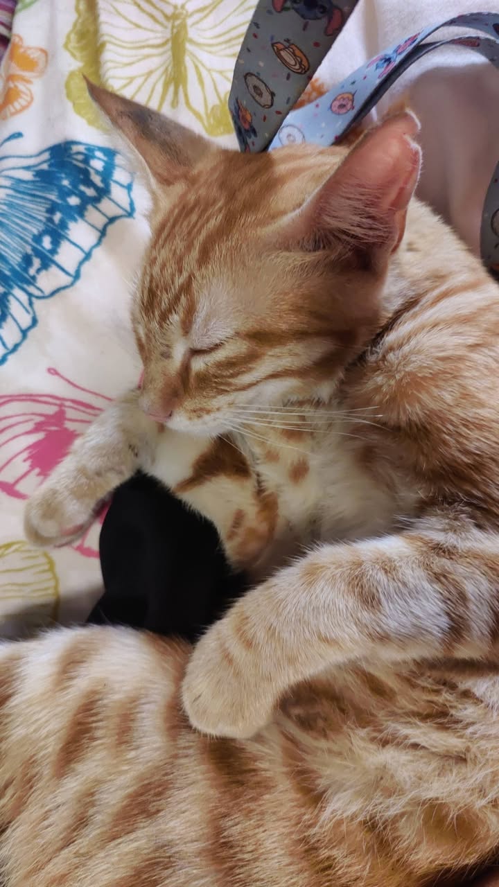 Found cat