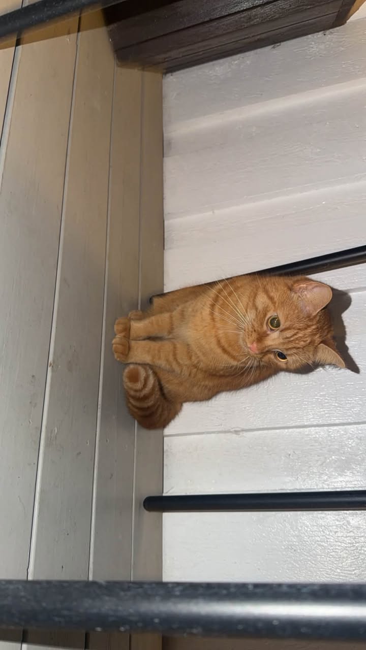 Found cat