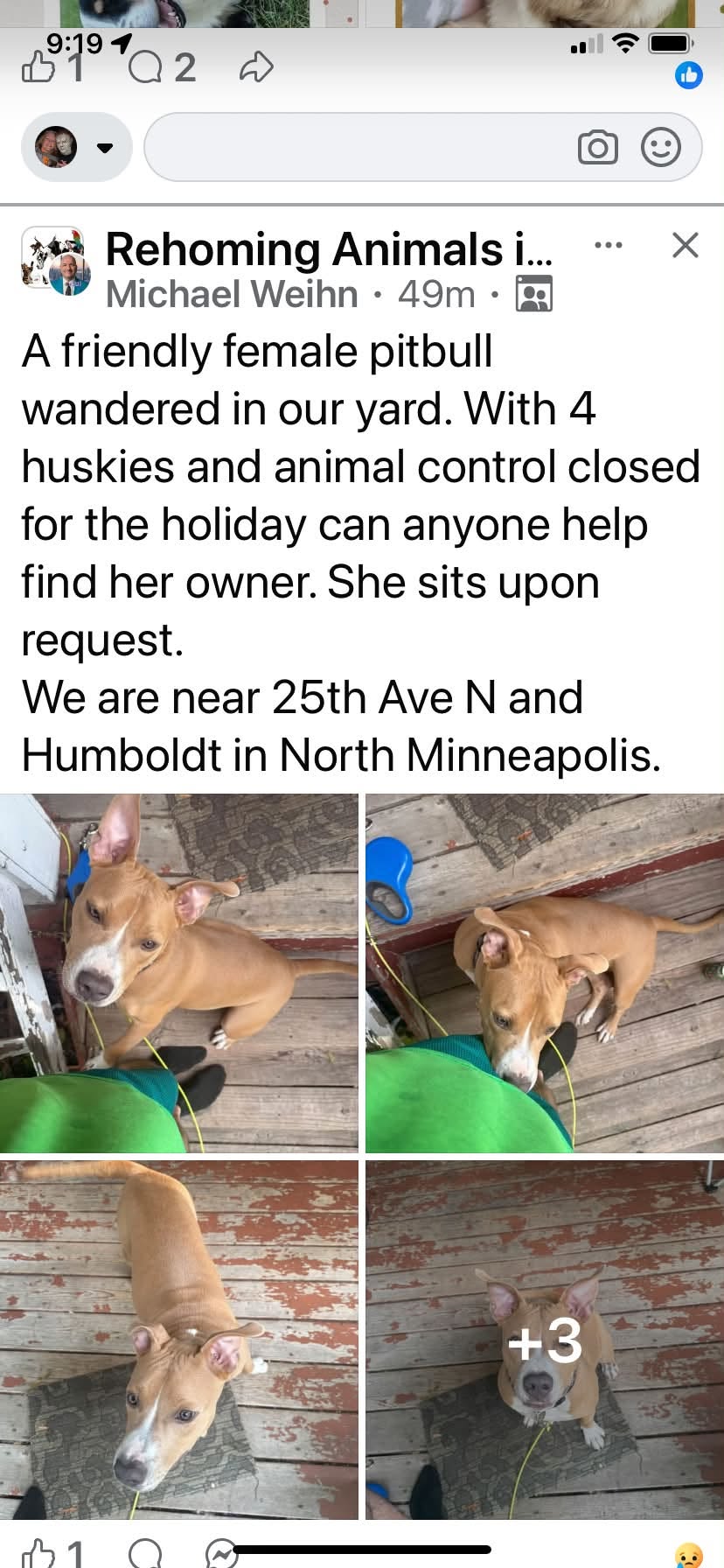 Found dog