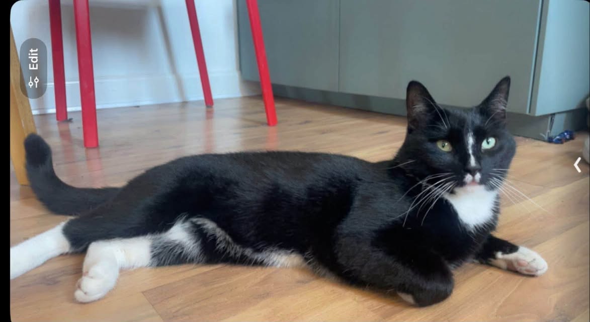 Lost cat