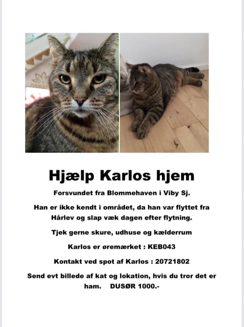 Lost cat