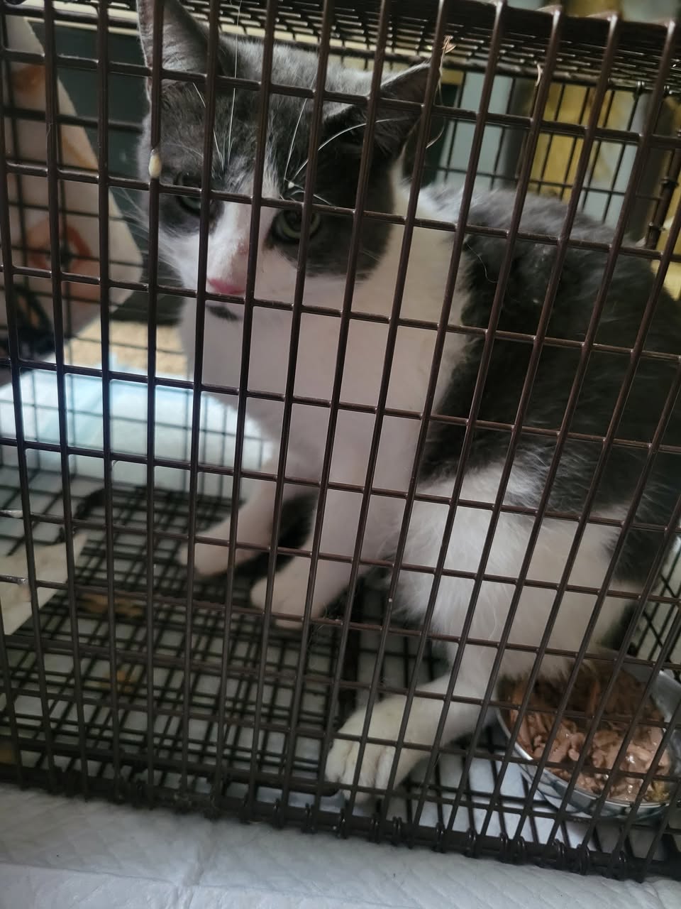 Found cat
