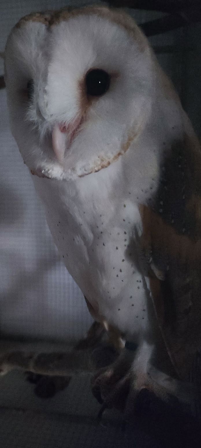 Lost bird