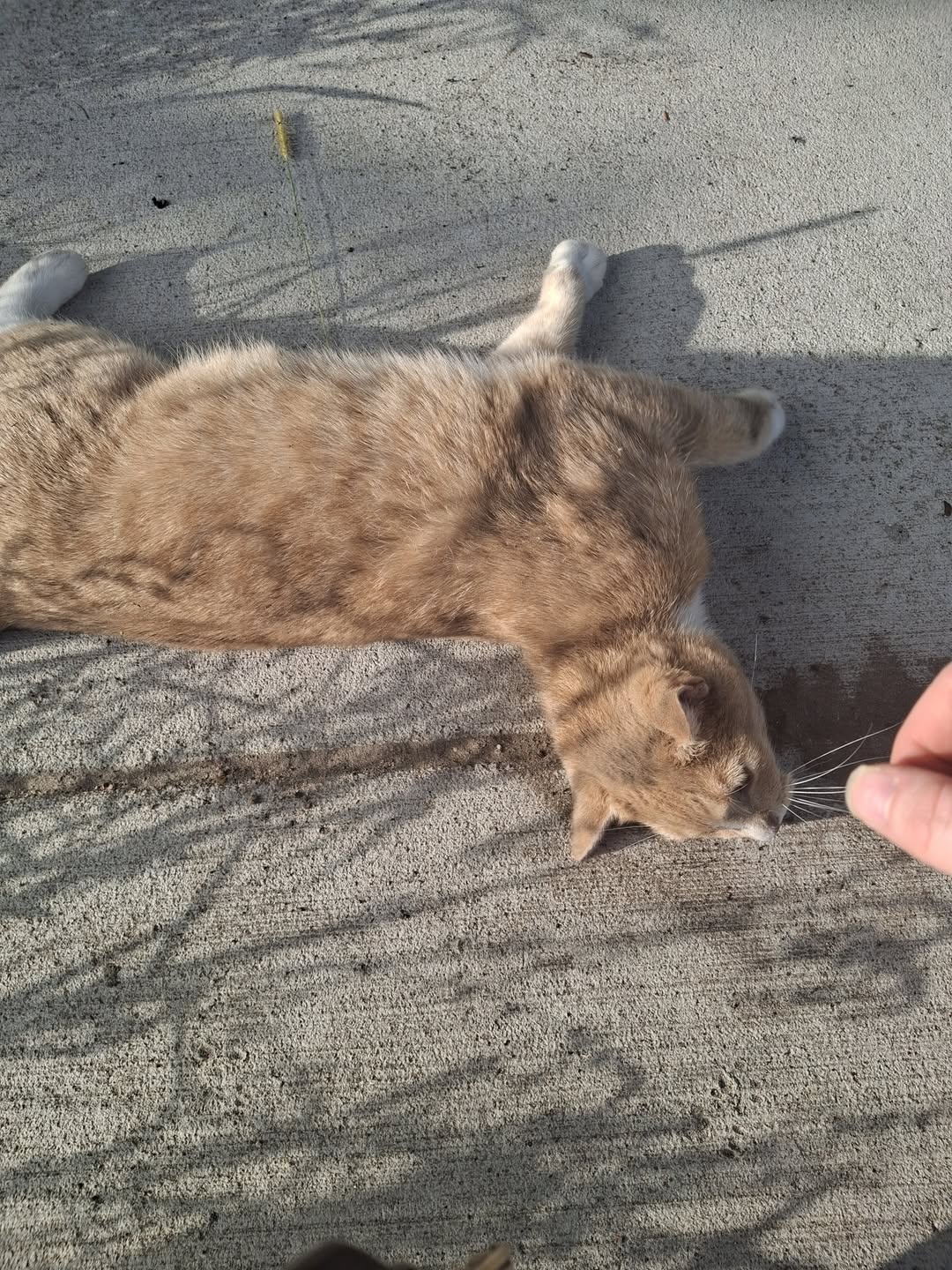 Found cat